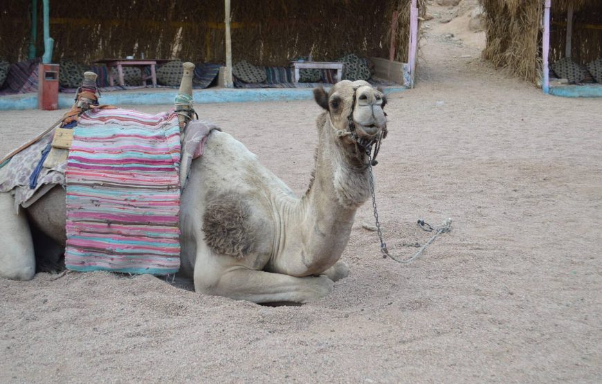 Egypt | Sharm El Sheikh & Caire